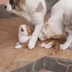 ALABAY COBAN KOPEGi YAVRULARI KEDiYLE SABAH SPORU - ALABAI SHEPHERD DOG PUPPiES WiTH CAT  MORNiNG EXERCiSE