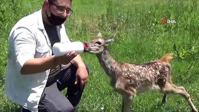 Köpeklerin saldırısından kurtarılan yavru karaca ve tarlada bulunan kızıl geyik özel bakıma alındı