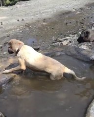 Download Video: KANGAL KOPEKLERi YAZ BiTMEDEN SON SERiNLEMELER - KANGAL SHEPHERD DOG SHOWERiNG