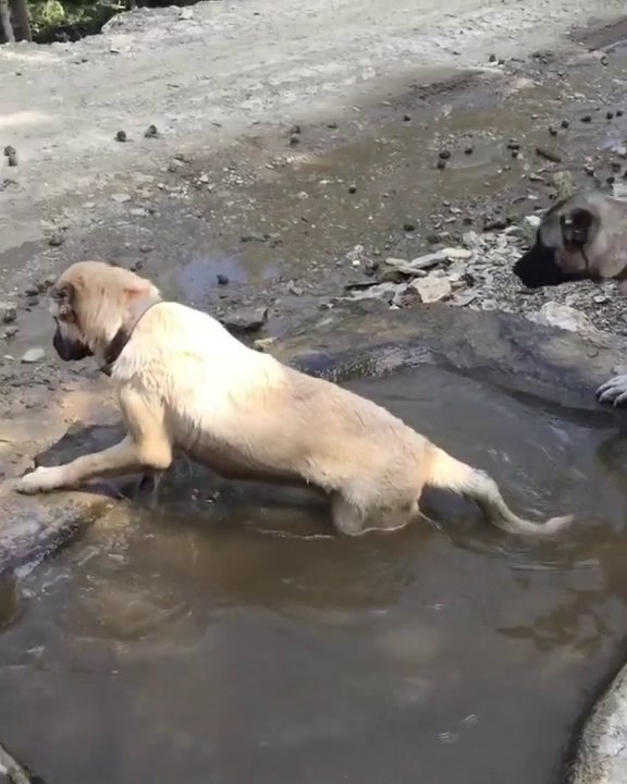 KANGAL KOPEKLERi YAZ BiTMEDEN SON SERiNLEMELER - KANGAL SHEPHERD DOG SHOWERiNG