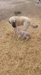 KUZUNUN ANNESi SANDIGI ANADOLU COBAN KOPEGi - ANATOLiAN SHEPHERD DOG LAMB THiNKS HiS MOTHER