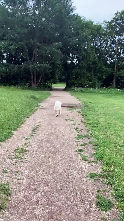 Doggy Plays in Puddle