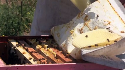 Arıları için evine 860 kilometre uzakta yaşıyor - KAYSERİ