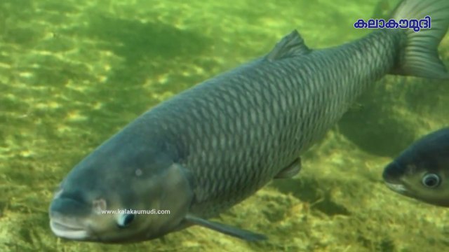 This Fish Cleans Dirty Ponds And Lakes In Days ! Learn How a Fish Can Clear A Hector Lakes !!