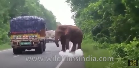 Wild Elephant helps himself to potatoes from truck on highway