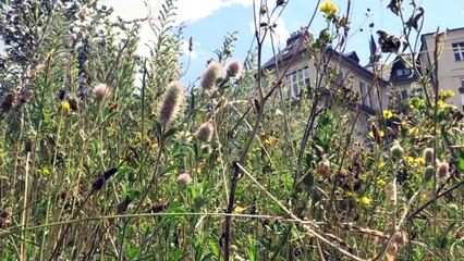 Uni verwöhnt Schmetterlinge mit Wiesenwildwuchs