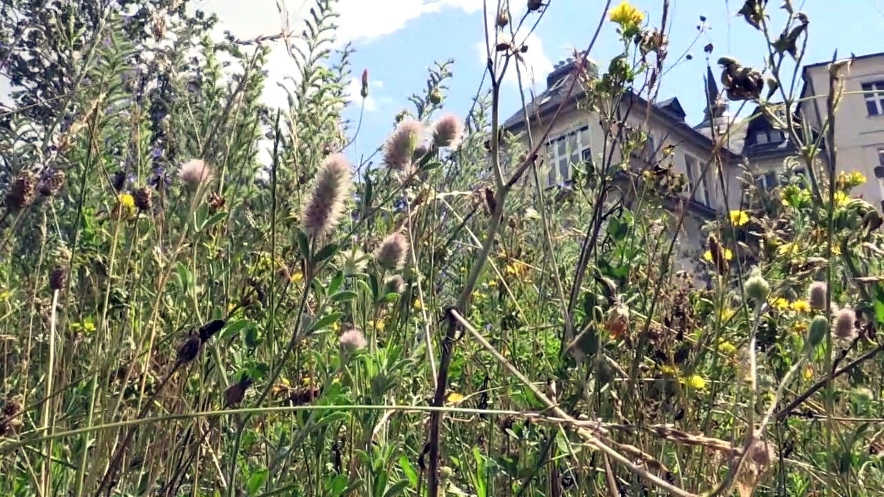 Uni verwöhnt schmetterlinge mit wiesenwildwuchs