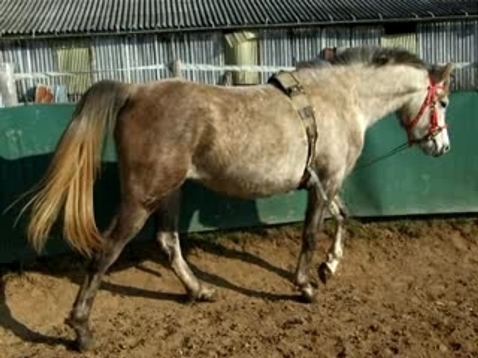 quiara rond de longe elastique