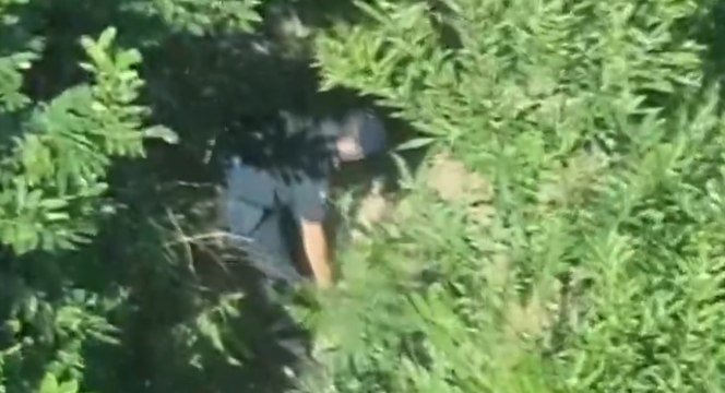 Gragnano (NA) - Scoperta coltivazione di marijuana sui Monti Lattari (14.07.20)