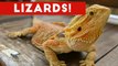 Funniest Lizard & Reptile Blooper & Reaction Videos of 2017 Weekly Compilation _ Funny Pet Videos