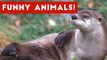 Otter Has No Chill _ Zoo Animal Blooper & Reaction Videos 2017 Weekly Compilation _ Funny Pet Videos