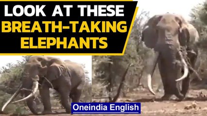 Look at these adorable elephant videos doing rounds on social media Oneindia News