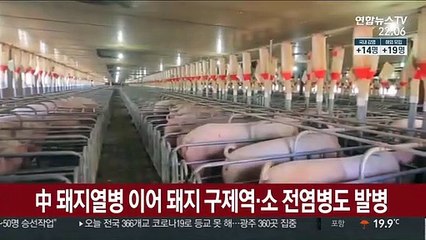 中 돼지열병 이어 돼지 구제역·소 전염병도 발병