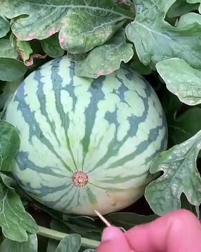 Bir kürdanla karpuz kesme yöntemi