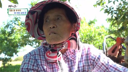 효자 아들은 토종벌, 어머니는 아들, 빗나간 사랑의 작대기