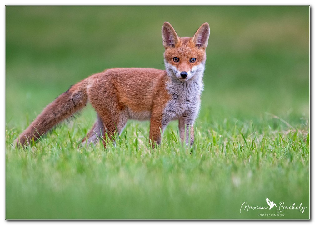 Sa renarde piégée à l'orée du bois