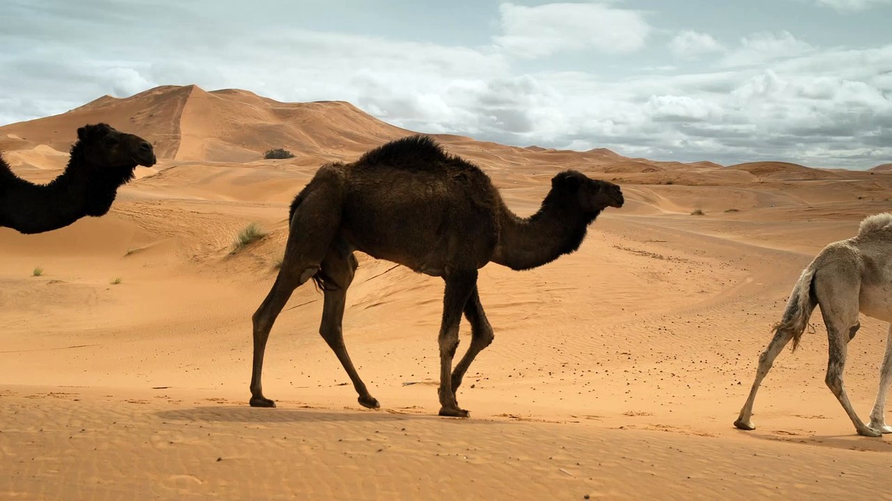 Camels Walking In The Desert || ऊंट रेगिस्तान में चलना || Changder TV