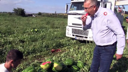 - Karacabey’de karpuz hasadı başladı