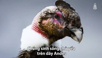 The God of Andes - a symbol of strength and power