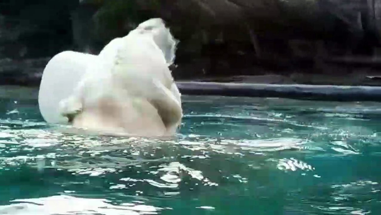 Les premiers pas de Quintana en Sarthe. L'ours polaire vient d'arriver au zoo de La Flèche