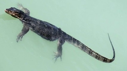 Can A Lizard Die Without It's Tail?