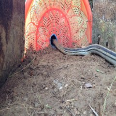 Snake Trap - Using Electric Fan Cover That Work 100%