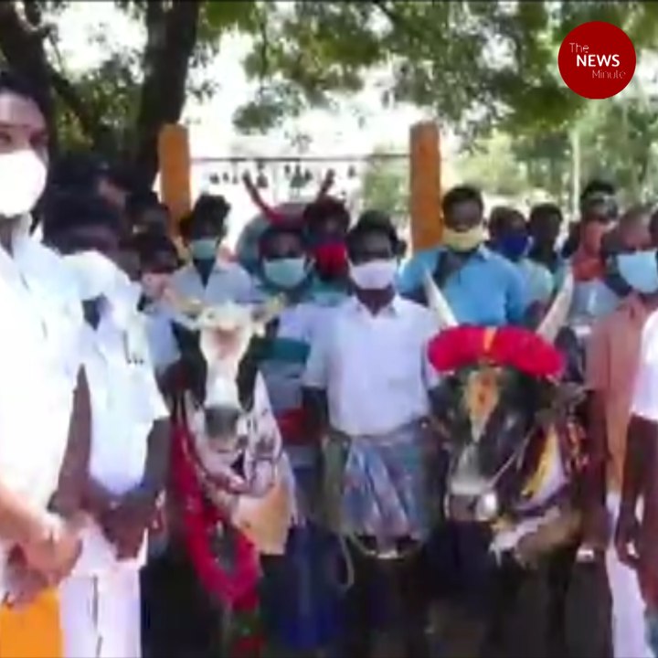 Lakshmi and Manjamalai reunite: Temple bull's viral video leads to happy ending