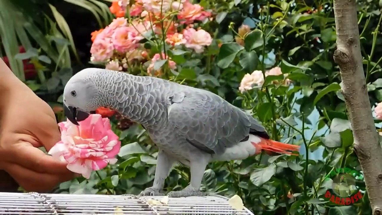 Rose the African Grey Parrot