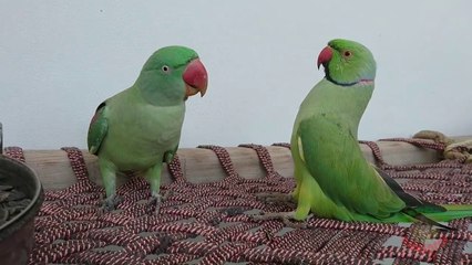 Indian Parrot and Pakistani Parrot