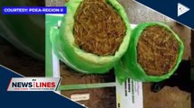 P2.4-M dried marijuana seized in Isabela: 1 suspect nabbed