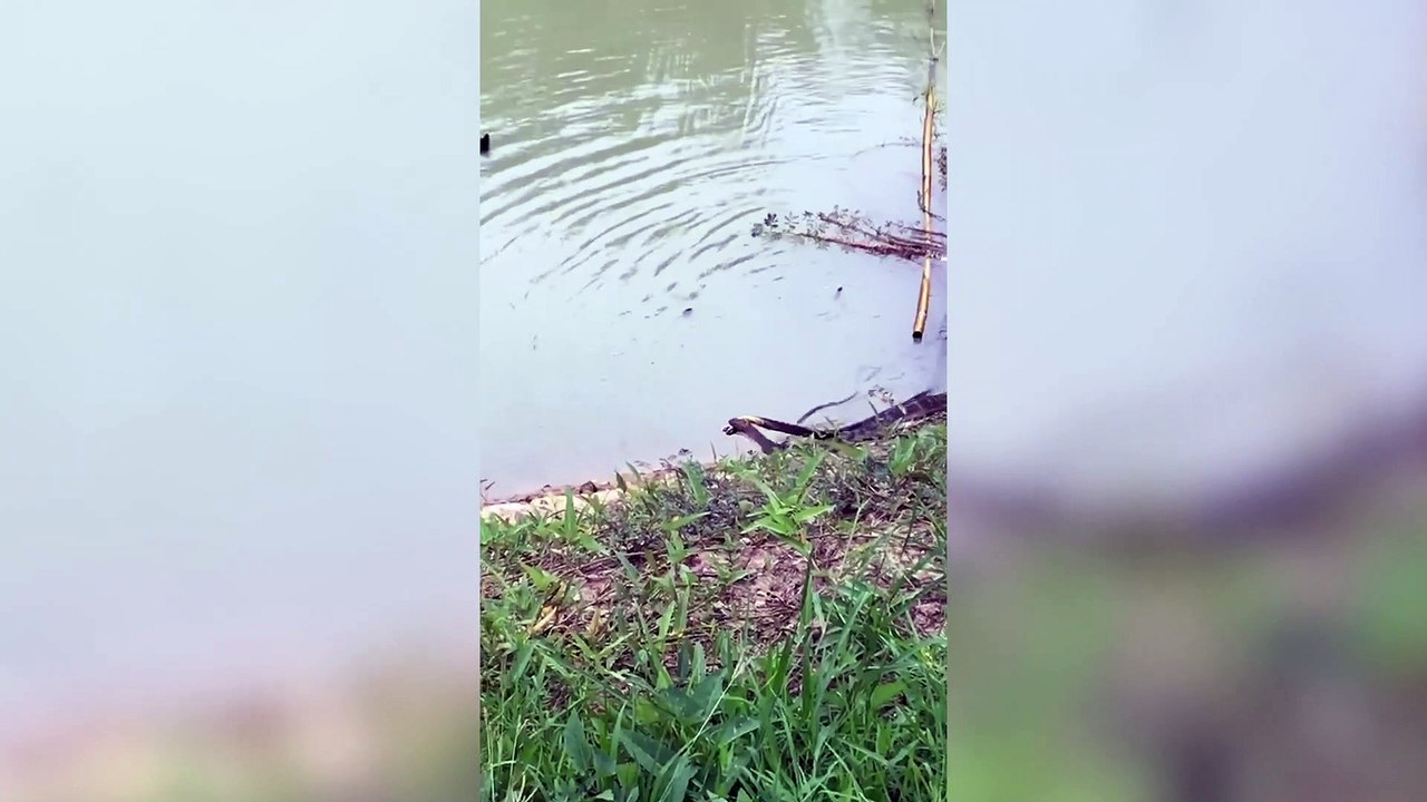 King cobra chases small snake through pond