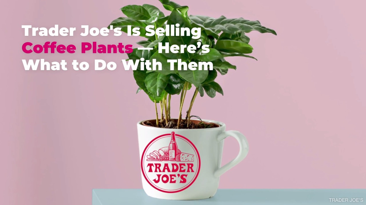 Trader Joe’s Is Selling Coffee Plants—Here’s What to Do With Them