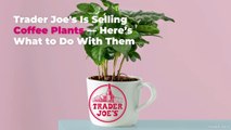 Trader Joe's Is Selling Coffee Plants—Here's What to Do With Them