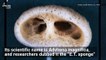 'Alien-Like' Creature Resembling E.T. Found Deep in the Pacific