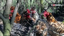 Strage di pulcini, tritati vivi e soffocati negli incubatoi: l'appello di Animal Equality