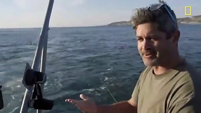 Shark Filmed Drowning Whale In First Footage Of Its Kind