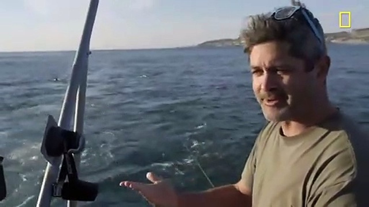 Shark Filmed Drowning Whale In First Footage Of Its Kind