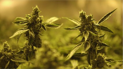 Biden May Have No Choice But To Accept Pot Legalization