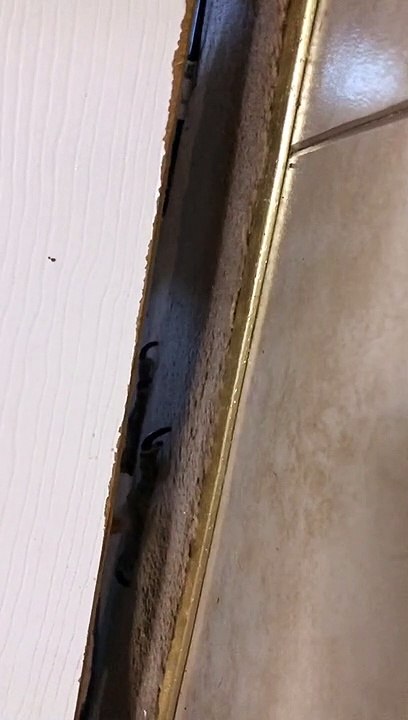 Peeping Charlie