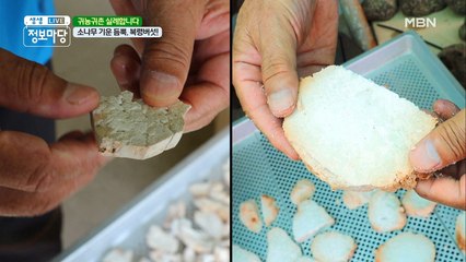 소나무 기운 듬뿍~ 복령 버섯