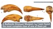Bizarre New ‘Captain Hook’ Dinosaur with Claw Hands Discovered