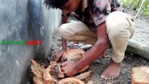 amazing coconut cutting skills village boy