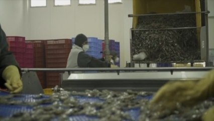 Ecuador descarta peligros a la salud pública en camarones de exportación