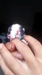 Ce chat a  2 visages sur la tête