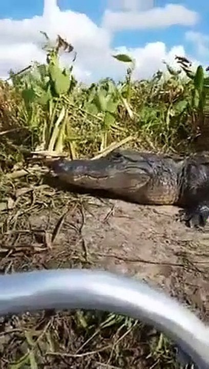 Un crocodile saute dans un bateau de touristes