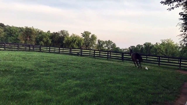 Ce cheval a un entraineur très spécial... Aller, au galop