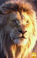 Lion kings || lion cub trying to roar | lion cub sounds