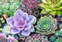 The 5 Most Common Mistakes People Make with Succulents