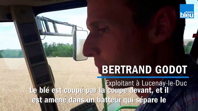 La moisson des blés a commencé en Côte-d'Or