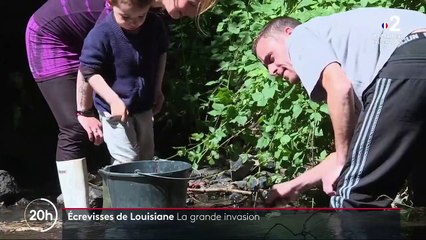 Loire-Atlantique : invasion d’écrevisses rouges de Louisiane